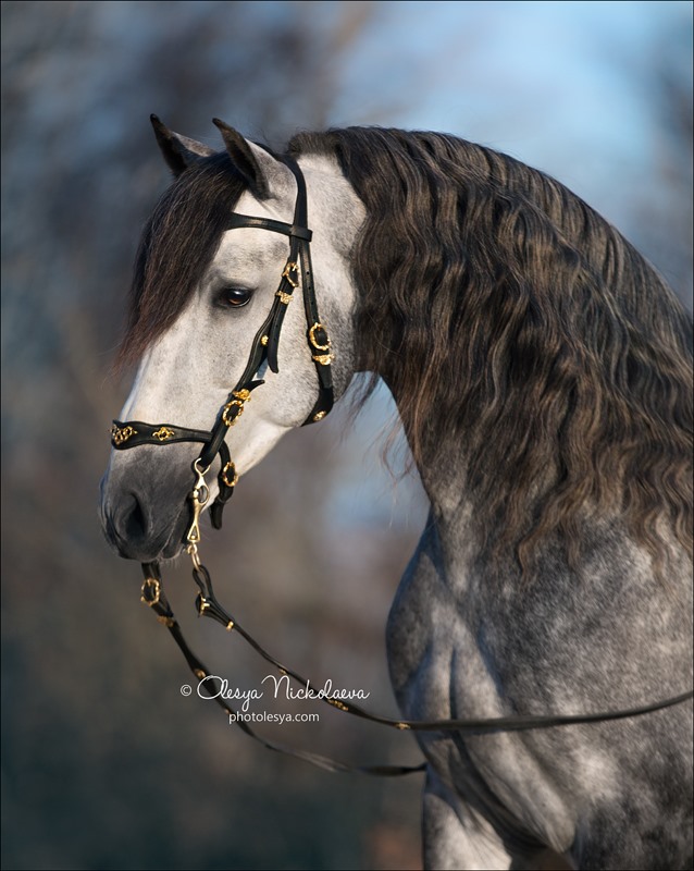 Tormento - Andalusian stallion with an elite blood and impeccable exterior